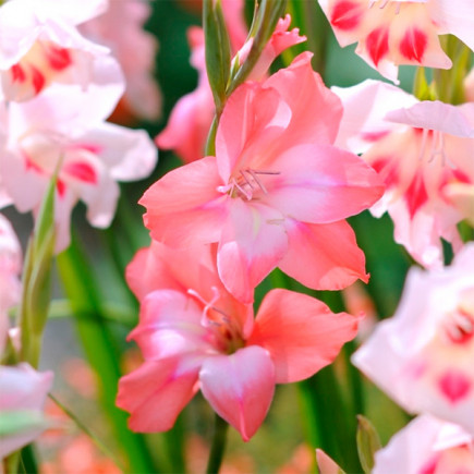 Гладиолус Низкорослый нанус Charming Beauty