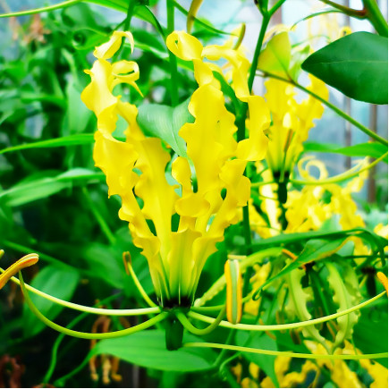 Глоріоза Lutea (Лютеа)