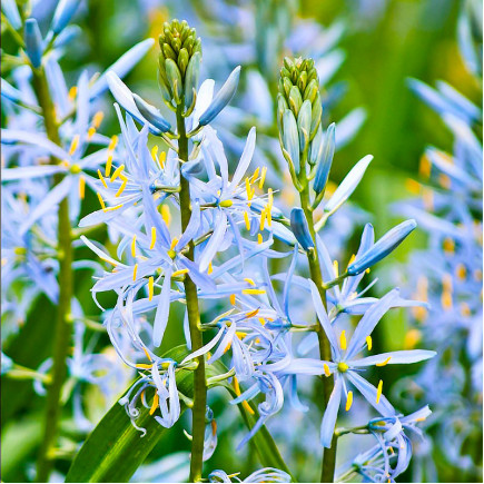 Камасія Blue Heaven