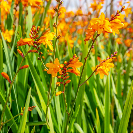 Крокосмія Buttercup