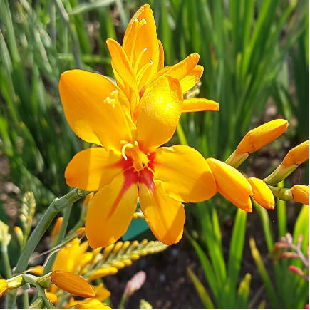 Крокосмія Zambesi