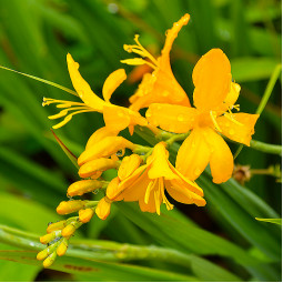 Крокосмія Walberton Yellow