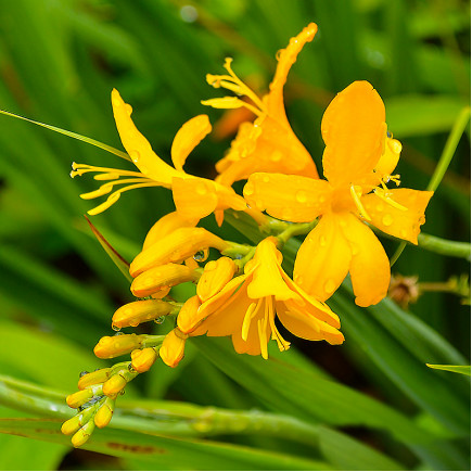 Крокосмія Walberton Yellow
