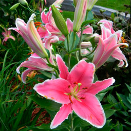 Лілія гігант Marlon