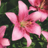 Лілія LA гібрид Pink Brush