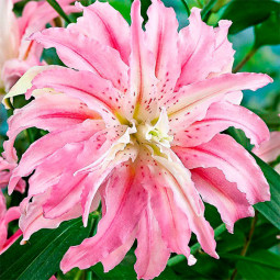 Лілія орієнтальна махрова Sweet Rosy ЕКСКЛЮЗИВ Лілія орієнтальна махрова Sweet Rosy ЕКСКЛЮЗИВ