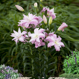 Лілія орієнтальна махрова Lotus Spring