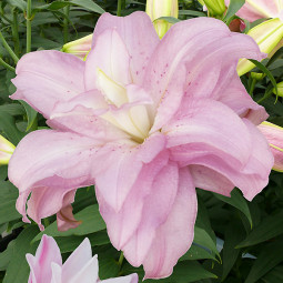 Лілія орієнтальна махрова Lotus Spring