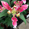 Лилия ориентальная Parrot Pink Cariba