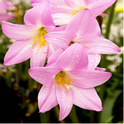 Зефірантес Grandiflora Pink
