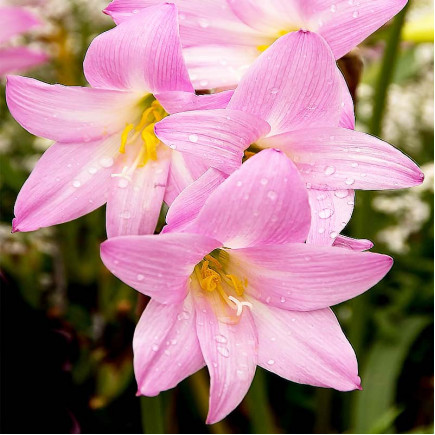 Зефірантес Grandiflora Pink