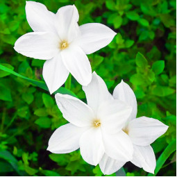 Зефірантес Labuffarosa White