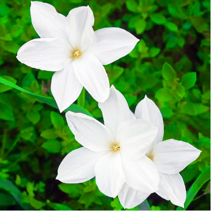 Зефірантес Labuffarosa White