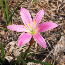 Зефірантес Pink Beauty