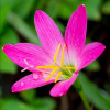 Зефірантес Rosea