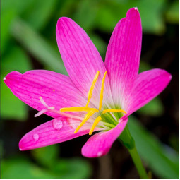 Зефірантес Rosea
