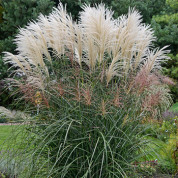 Міскантуси (Miscanthus)