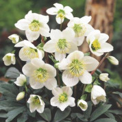 Морозники (Helleborus)