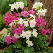Інкарвіллеї (Incarvillea)