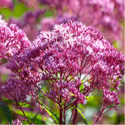 Сідач Purple Bush