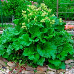 Ревінь Rhabarbarum