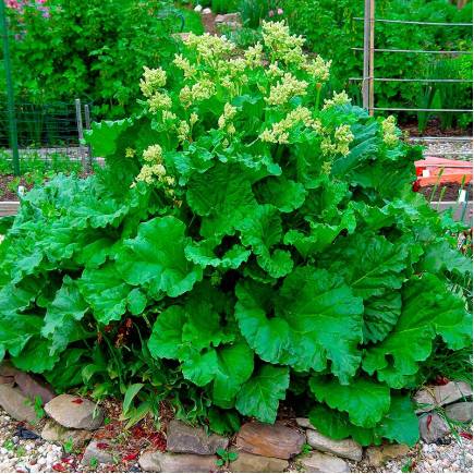 Ревінь Rhabarbarum
