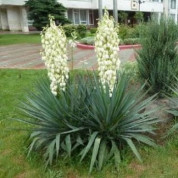 Юка (Yucca)