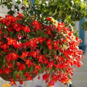Бегонії ампельні