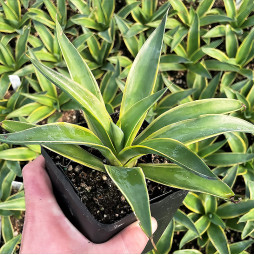 Агава Variegata