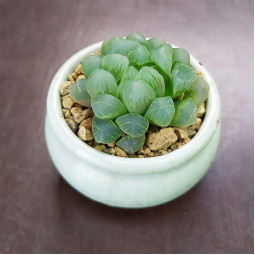 Хавортія Cooperi Trucata