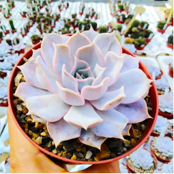 Ехеверія Lilacina