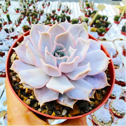 Ехеверія Lilacina