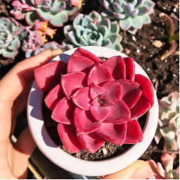 Ехеверія Miranda red