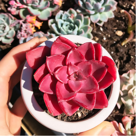 Ехеверія Miranda red