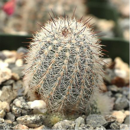 Ехіноцереус