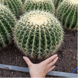 Ехінокактус Grusonii