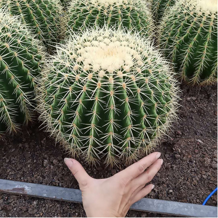 Ехінокактус Grusonii