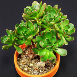 Еоніум Sedifolium