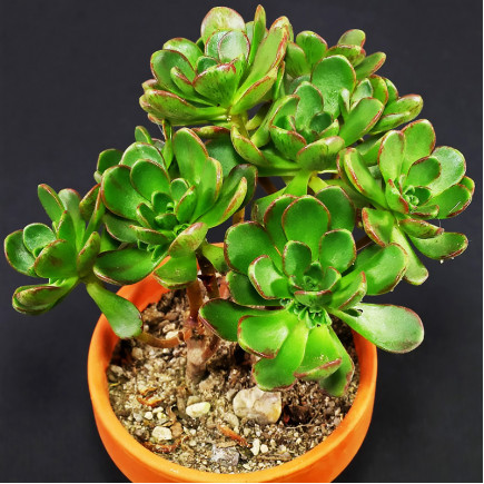 Еоніум Sedifolium