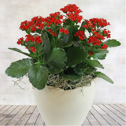 Каланхое Red