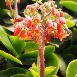 Котиледон Macrantha