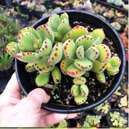 Котиледон Tomentosa