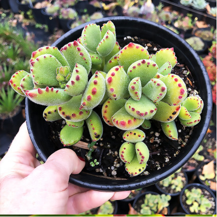 Котиледон Tomentosa