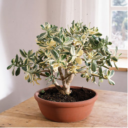 Крассула Ovata Variegata