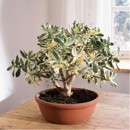 Крассула Ovata Variegata