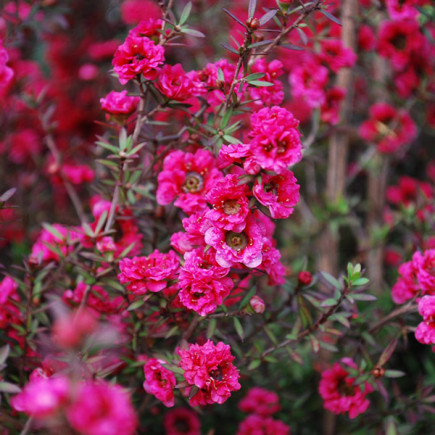 Лептоспермум Red Damask