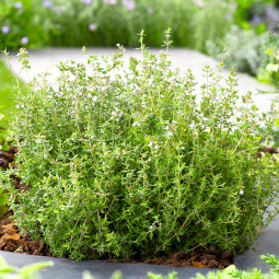 Чебрець звичайний Thymus vulgaris контейнер 0.5 л Чебрець звичайний Thymus vulgaris контейнер 0.5 л