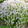 Чебрець звичайний Thymus vulgaris контейнер 0.5 л