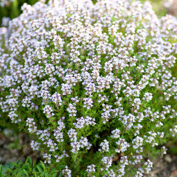 Чебрець звичайний Thymus vulgaris контейнер 0.5 л Чебрець звичайний Thymus vulgaris контейнер 0.5 л