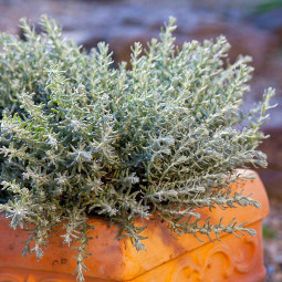 Карі (Helichrysum italicum) Aladin